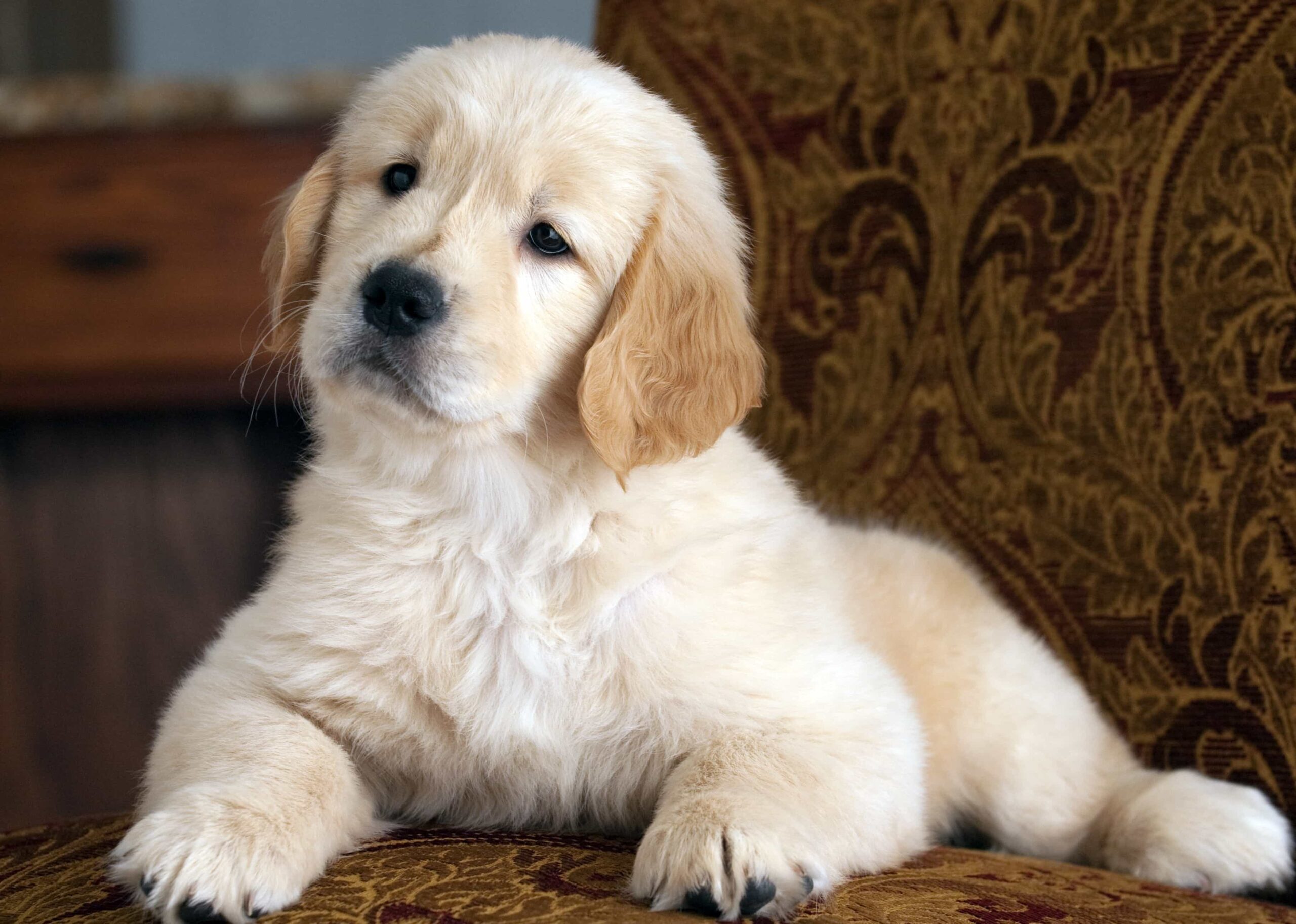 shallow-focus-shot-cute-golden-retriever-puppy-resting-couch-min